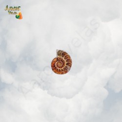 amonites